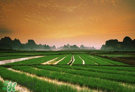 2017年芒種會(huì)下雨嗎？2017年芒種雨好嗎？