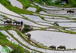 2017年芒種會(huì)下雨嗎？2017年芒種雨好嗎？