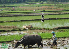 2017年芒種會(huì)下雨嗎？2017年芒種雨好嗎？