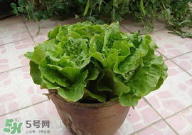 六月份可以種生菜嗎？夏天可以種生菜嗎？