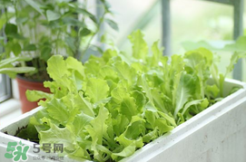 六月份可以種生菜嗎？夏天可以種生菜嗎？