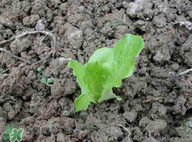 六月份可以種生菜嗎？夏天可以種生菜嗎？