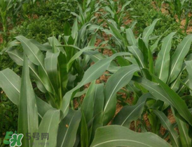 六月份可以種玉米嗎？六月份種玉米晚嗎？