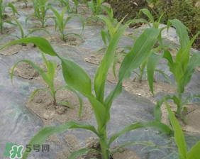 六月份可以種玉米嗎？六月份種玉米晚嗎？