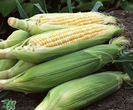 六月份可以種玉米嗎？六月份種玉米晚嗎？