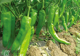 六月份可以種辣椒嗎？辣椒幾月份播種？