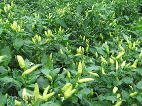 六月份可以種辣椒嗎？辣椒幾月份播種？