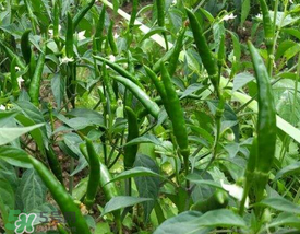 六月份可以種辣椒嗎？辣椒幾月份播種？