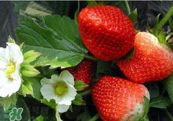 六月份還有草莓嗎？6月份的草莓能吃嗎？