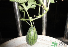 6月份可以種西瓜嗎？六月份還能種西瓜嗎？