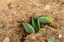 6月份可以種西瓜嗎？六月份還能種西瓜嗎？