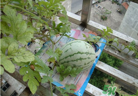 6月份可以種西瓜嗎？六月份還能種西瓜嗎？