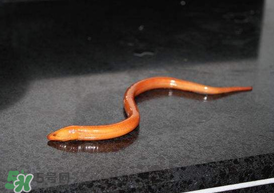 坐高鐵可以帶黃鱔嗎？活黃鱔能上高鐵嗎？