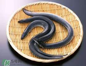 坐高鐵可以帶黃鱔嗎？活黃鱔能上高鐵嗎？