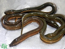 坐高鐵可以帶黃鱔嗎？活黃鱔能上高鐵嗎？