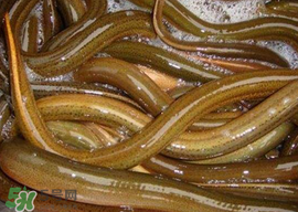 黃鱔可以帶上火車嗎？黃鱔能過安檢嗎？