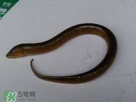 黃鱔可以帶上火車嗎？黃鱔能過安檢嗎？