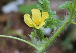 6月份可以種西瓜嗎？六月份還能種西瓜嗎？