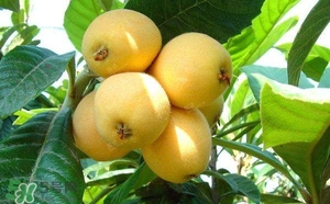 孕婦怎么吃枇杷好？孕婦能吃枇杷膏嗎？