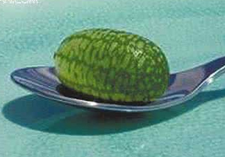 迷你拇指西瓜怎么種？迷你西瓜種植方法