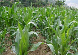 六月份可以種玉米嗎？六月份種玉米晚嗎？