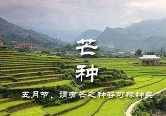 芒種種什么？芒種種什么疏菜？