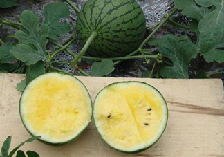 特小鳳西瓜多少錢一斤2017？特小鳳西瓜價(jià)格