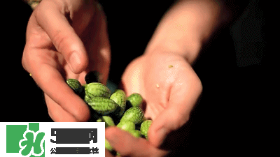 世界上最小的西瓜  迷你西瓜多少錢一個(gè)？