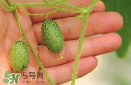 迷你西瓜種子哪兒有賣？迷你西瓜種子哪里可以買