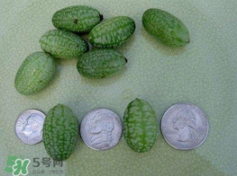 迷你西瓜是轉(zhuǎn)基因水果嗎？迷你西瓜是不是轉(zhuǎn)基因？