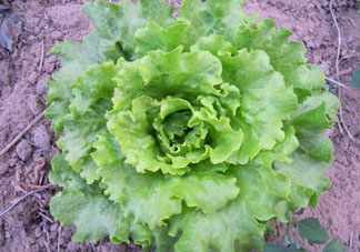 六月份可以種生菜嗎？夏天可以種生菜嗎？