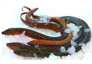鱔魚死了多久不能吃？剛死的鱔魚能吃嗎？