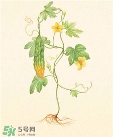 苦瓜面膜可以祛痘嗎?苦瓜面膜祛痘好嗎? 苦瓜面膜可以祛痘嗎?苦瓜面膜祛痘好嗎?