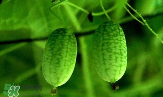 迷你西瓜種子哪兒有賣？迷你西瓜種子哪里可以買