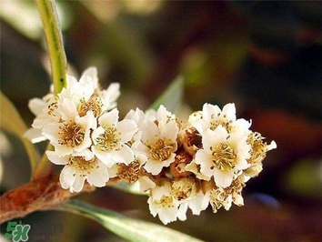 枇杷花怎么煲湯？枇杷花煲湯搭配什么最佳？