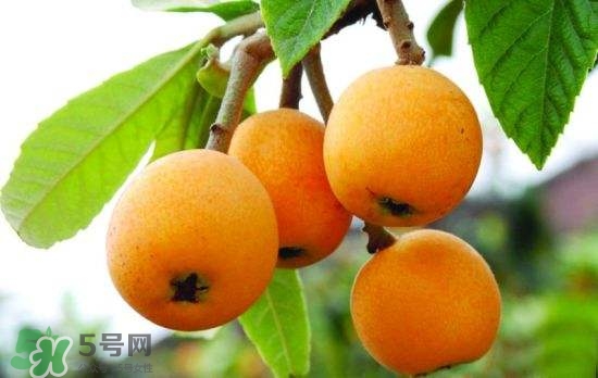 孕婦能吃枇杷嗎？孕婦吃枇杷對胎兒好嗎？