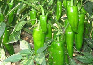 六月份可以種辣椒嗎？辣椒幾月份播種？