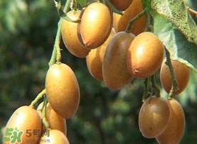 雞心黃皮幾年才掛果？雞心黃皮如何種植管理