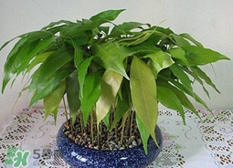 荔枝核能種嗎？荔枝核怎么種出盆栽