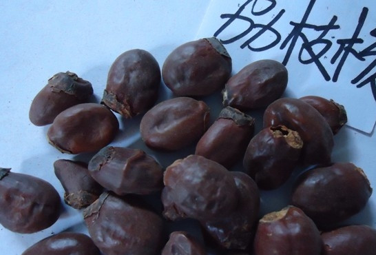 荔枝核有毒嗎？荔枝核能吃嗎