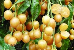 怎么腌制黃皮果？黃皮果的腌制方法