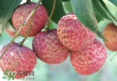 荔枝吃多了會怎么樣？荔枝上火怎么辦？