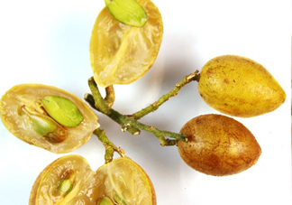 黃皮果有多少種顏色？黃皮果核有什么用處嗎