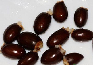 荔枝核有毒嗎？荔枝核能吃嗎