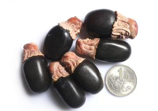 荔枝核能治糖尿病嗎？荔枝核可以降血糖嗎