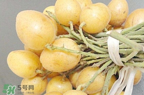 黃皮果多少錢一斤2017？黃皮果價(jià)格