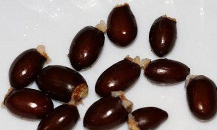 荔枝核能治糖尿病嗎？荔枝核可以降血糖嗎