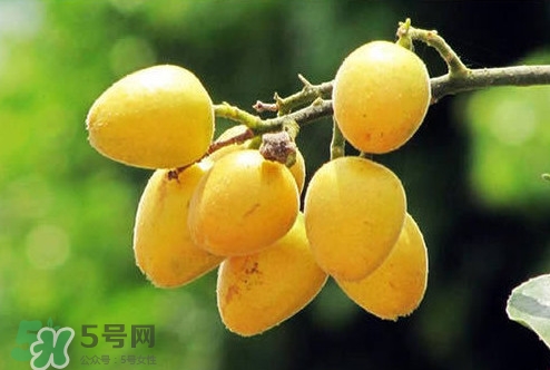 雞心黃皮幾年才掛果？雞心黃皮如何種植管理