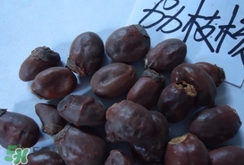 荔枝核怎么吃？荔枝核的功效與作用