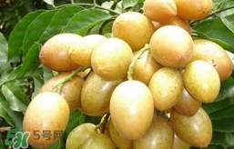 黃皮果怎么扦插？黃皮果種植技術